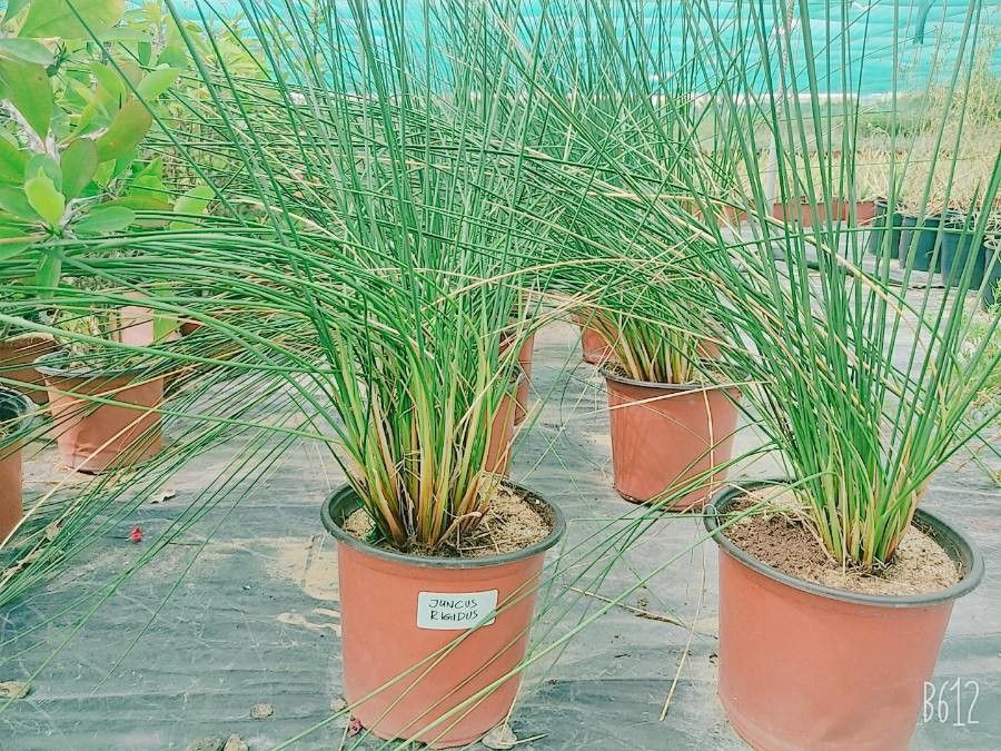 Juncus rigidus — search result for 'Juncus'