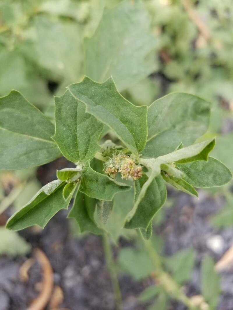 Atriplex rosea flower