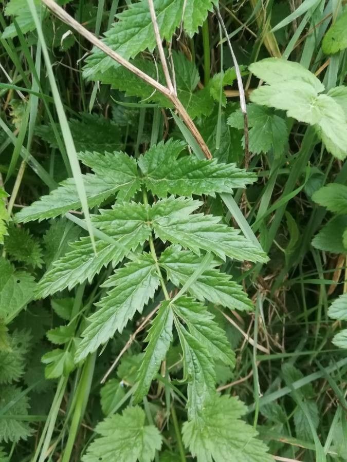 Pimpinella major leaf