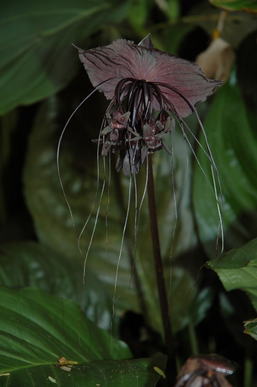 Tacca chantrieri flower