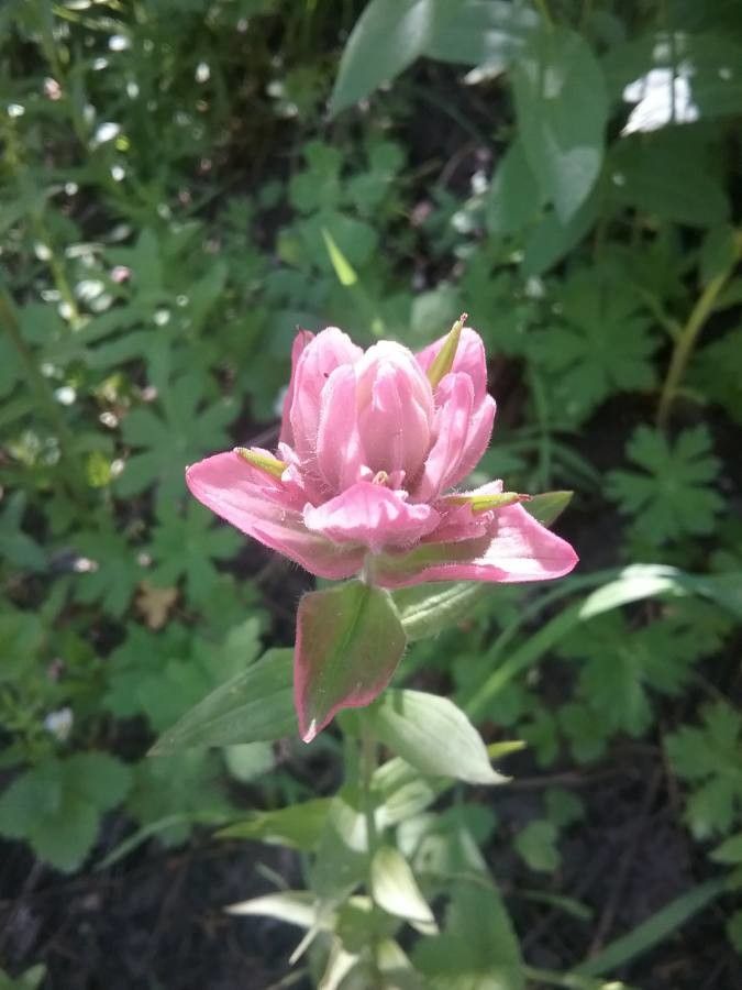 Castilleja rhexiifolia flower