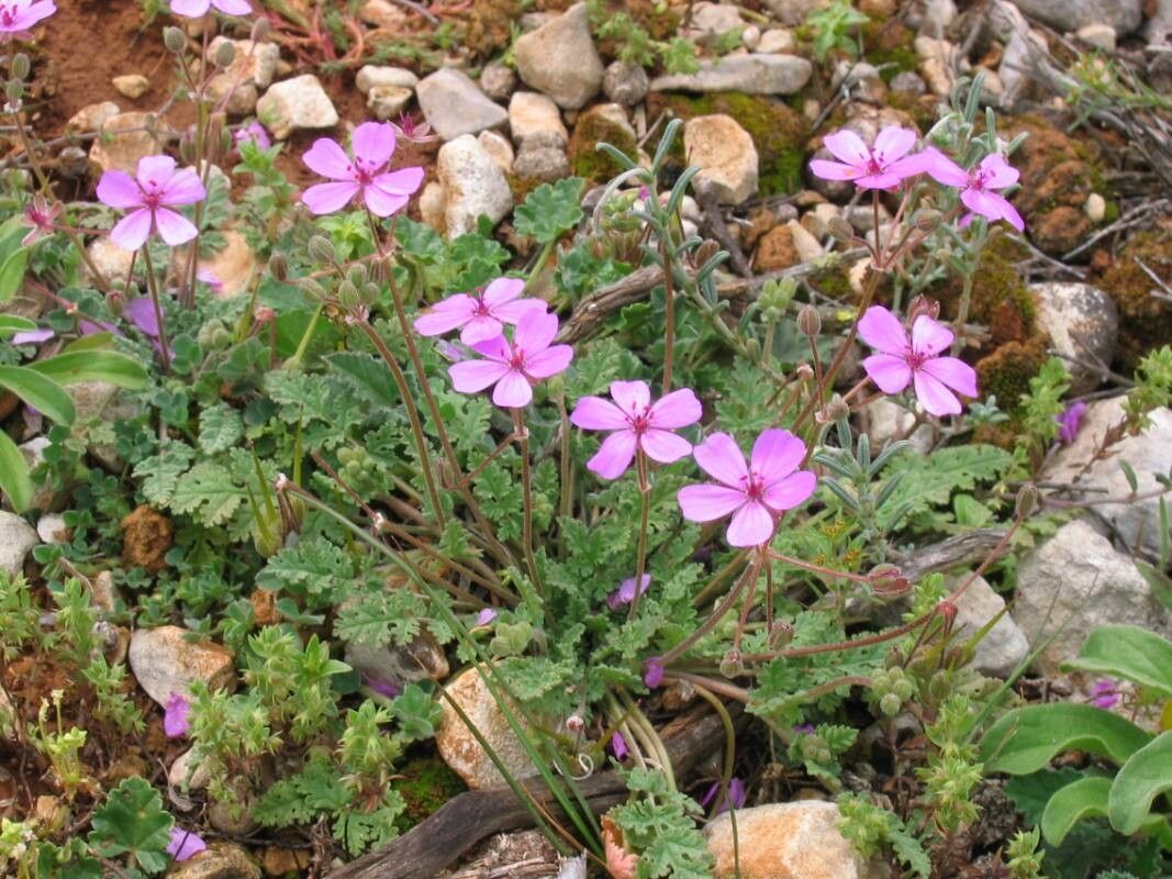 Erodium sanguis-christi flower