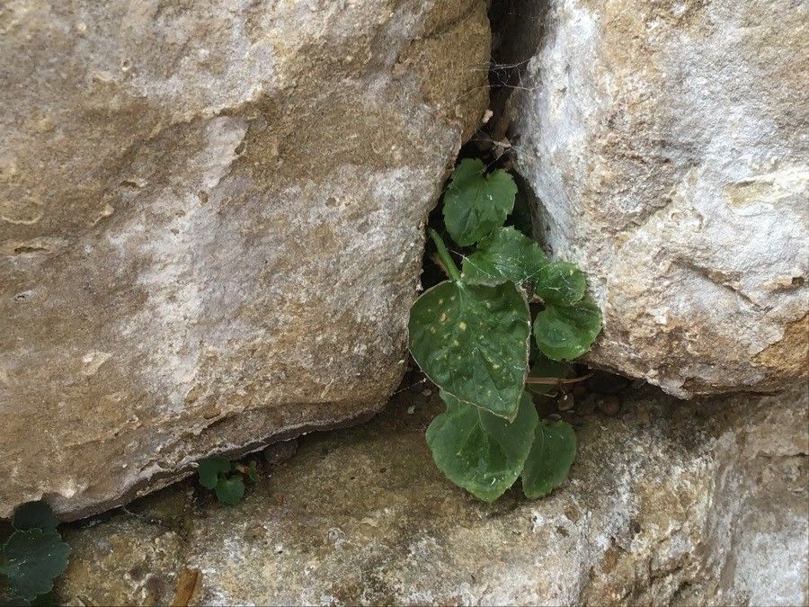 Campanula fragilis leaf