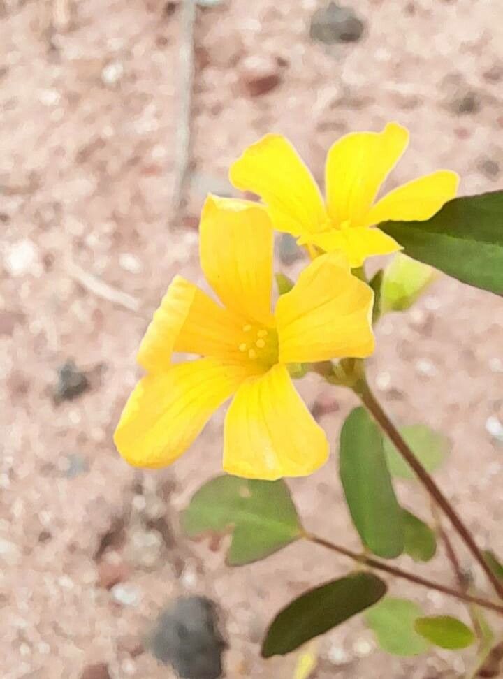 Oxalis erosa — houseplant care guide