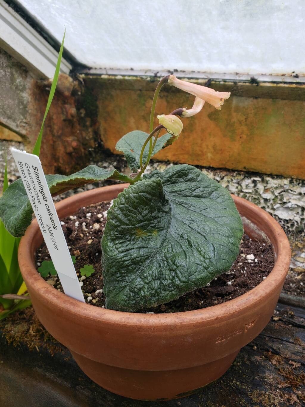 Sinningia calcaria habit