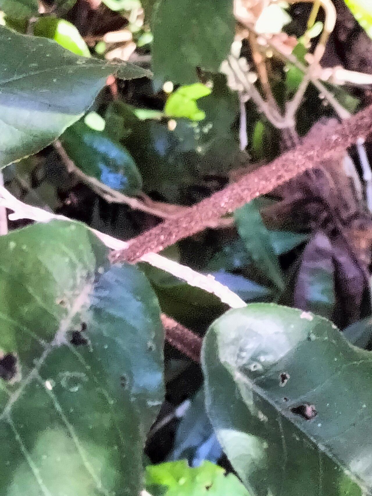 Trichocladus crinitus bark