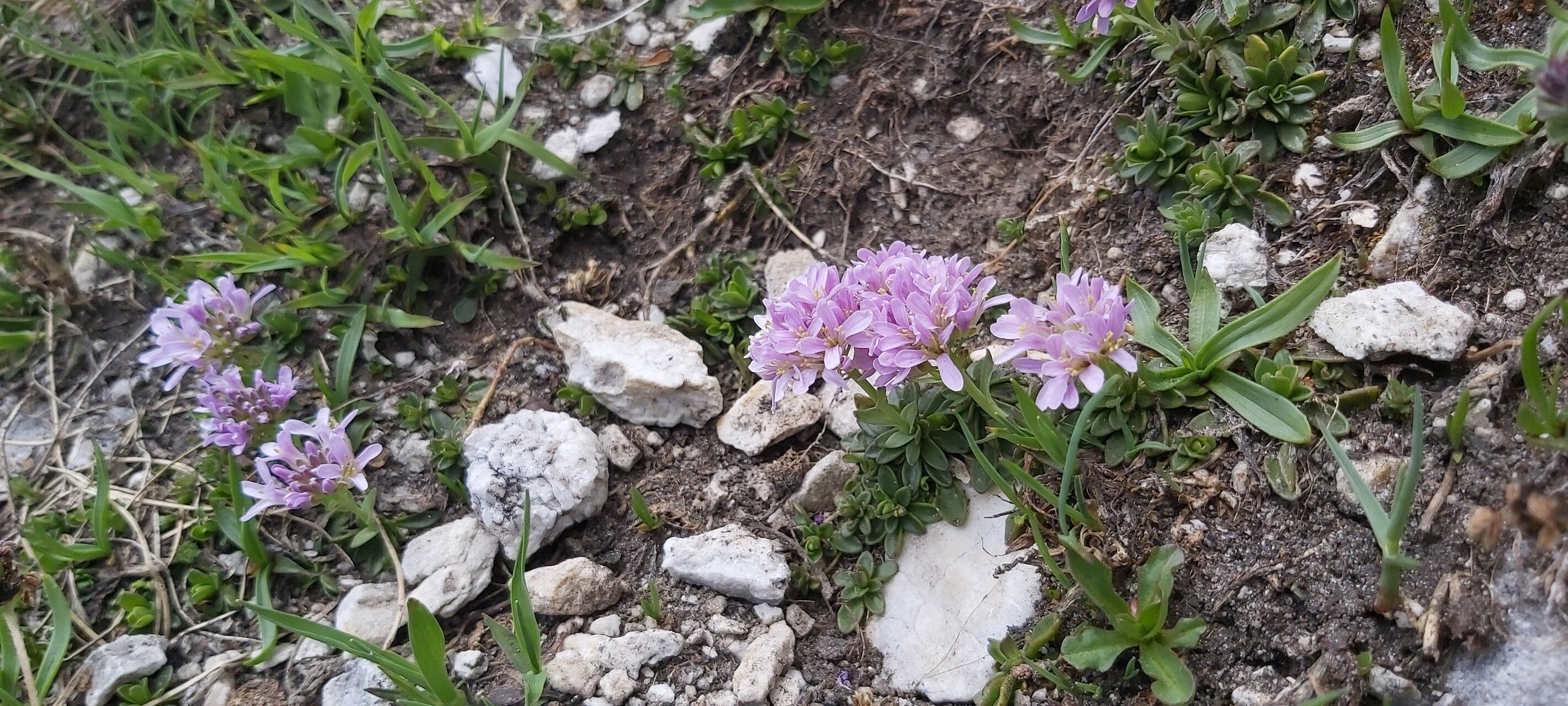 Noccaea bellidifolia habit