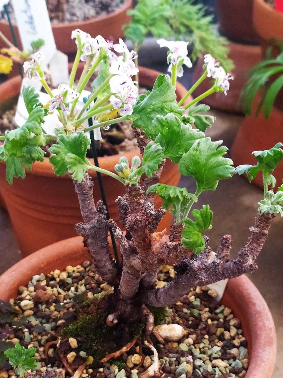 Pelargonium crassicaule habit