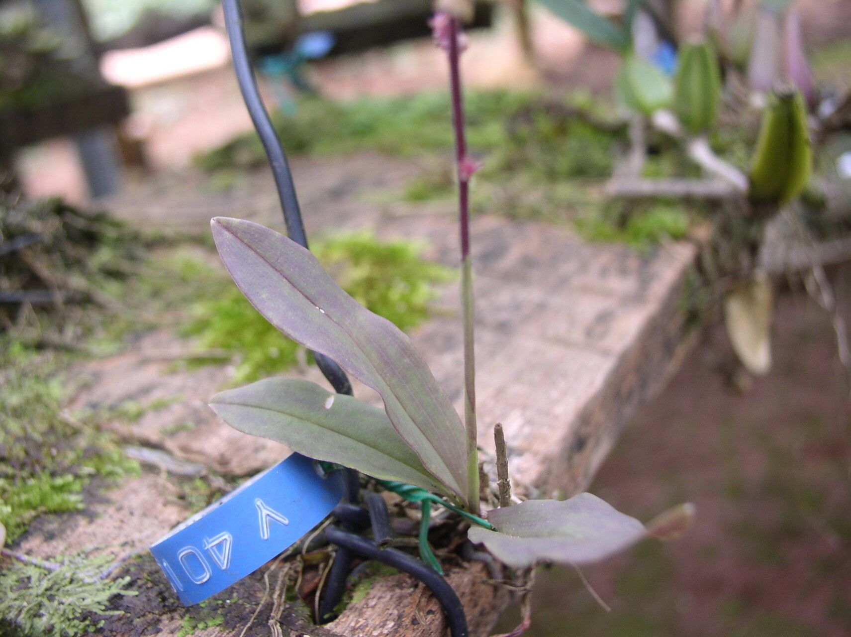 Polystachya ramulosa — houseplant care guide