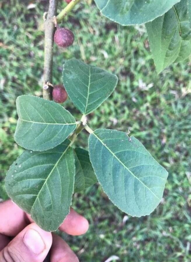 Siparuna brasiliensis — related species from the same genus