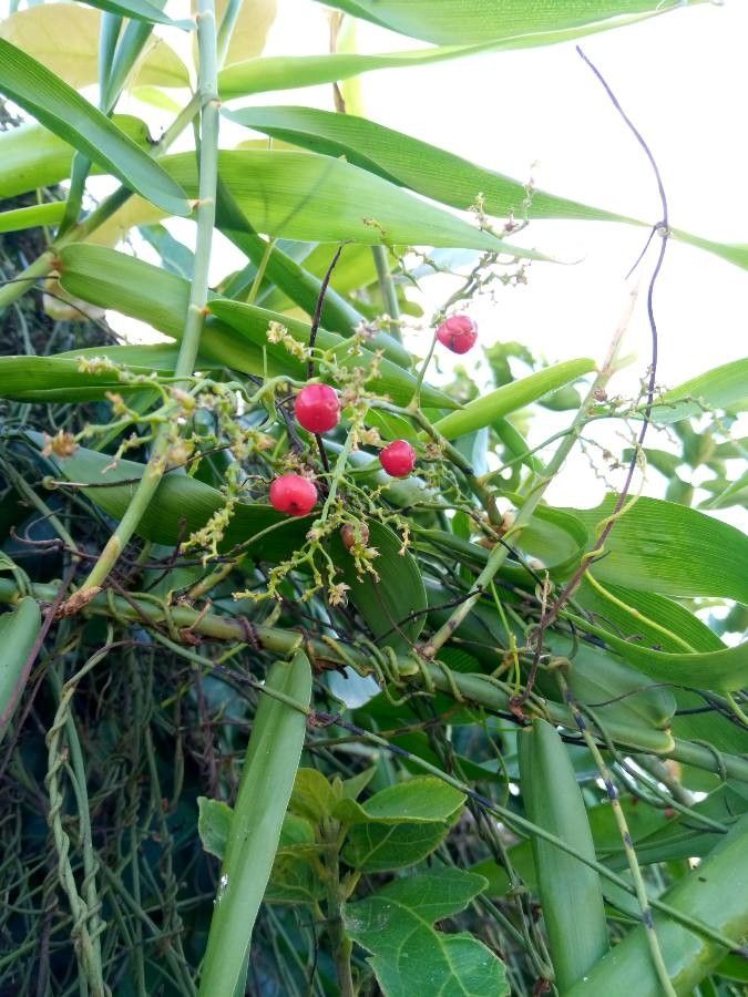 Flagellaria guineensis fruit