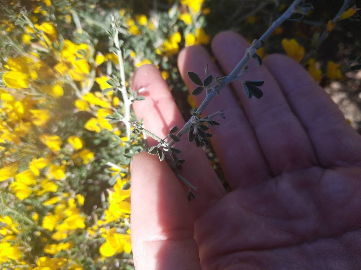 Cytisus intermedius leaf