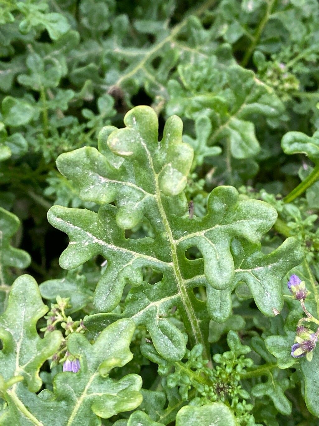 Solanum brachyantherum leaf