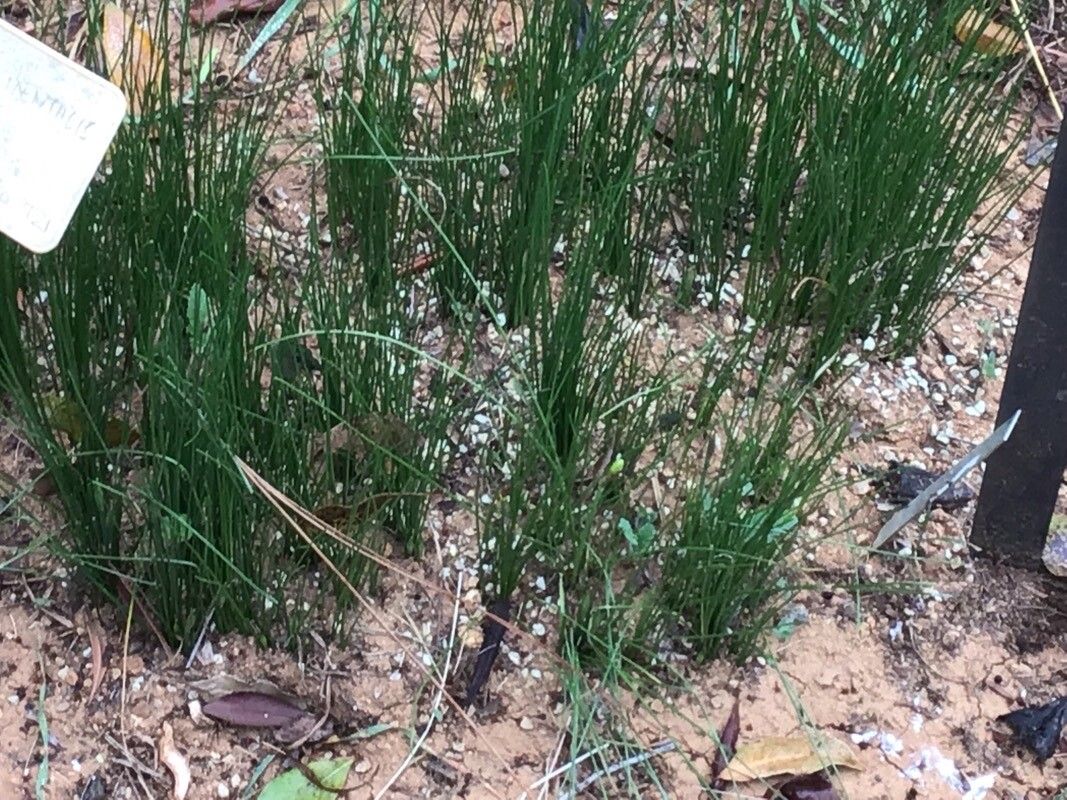 Narcissus peroccidentalis — search result for 'Narcissus'