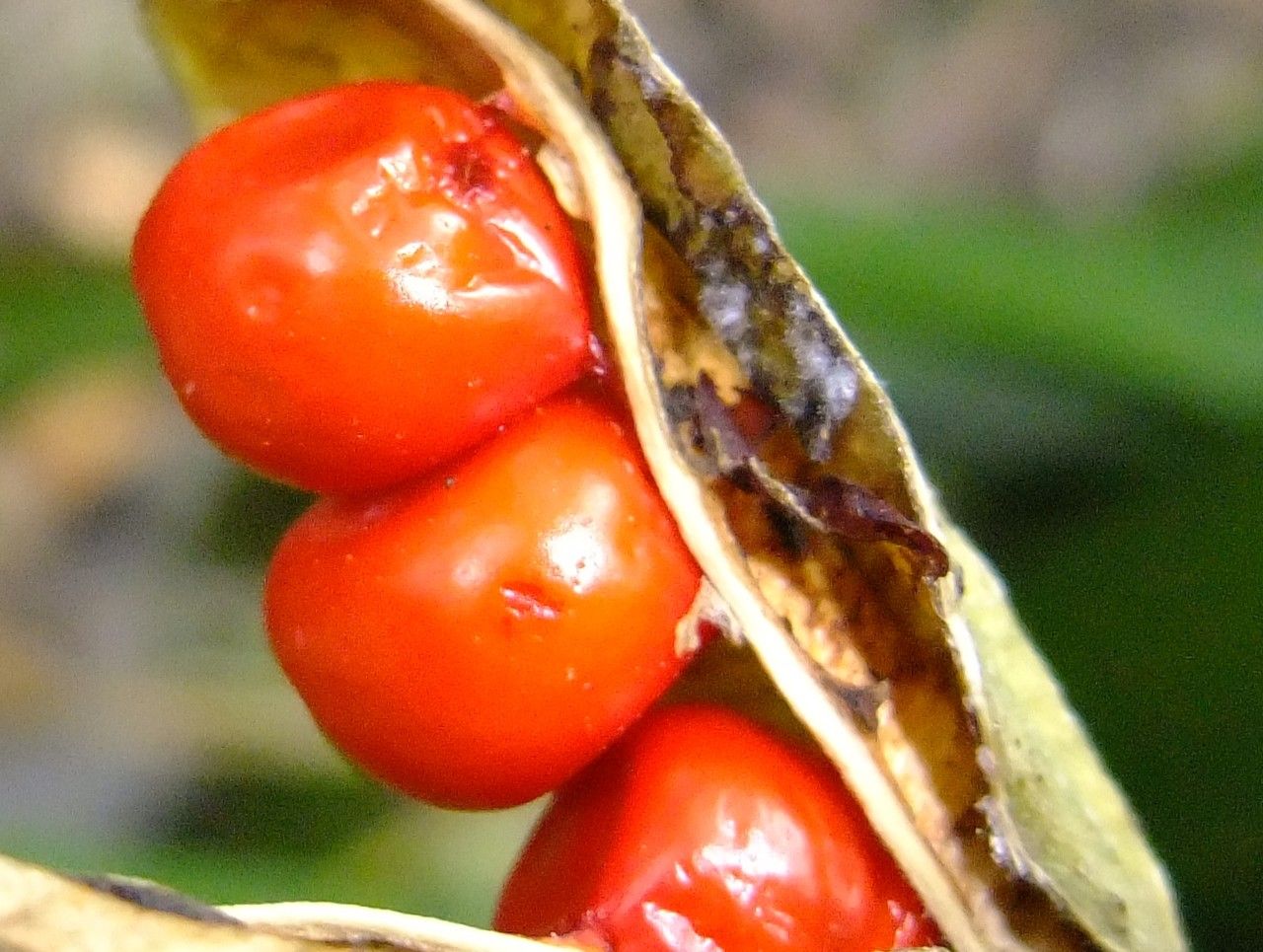 Clivia x cyrtanthiflora fruit