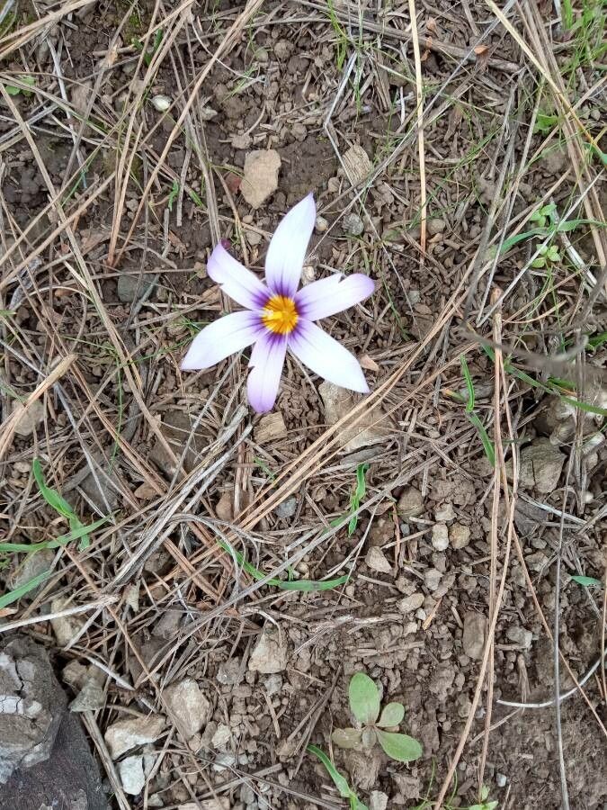 Romulea arnaudii flower