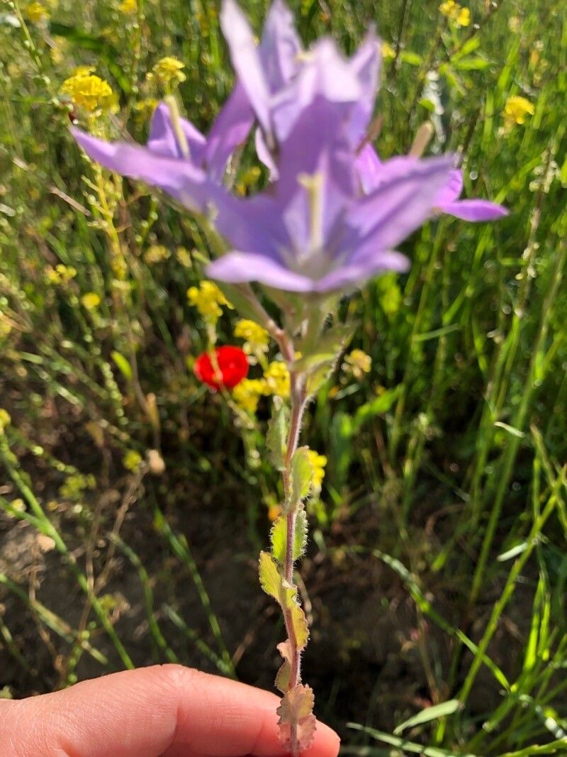 Legousia pentagonia — related species from the same genus