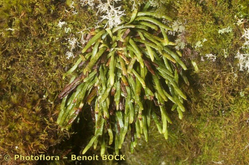 Ceradenia jungermannioides other