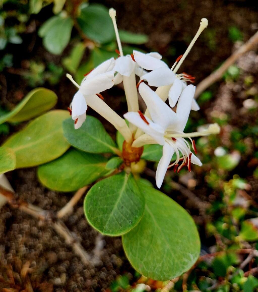Rhododendron cruttwellii flower