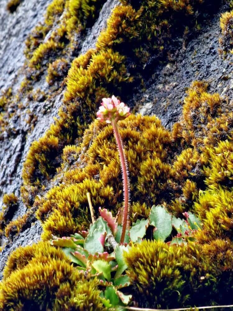 Micranthes nivalis flower