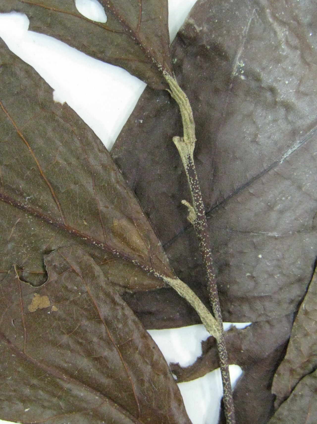 Styrax glabratus — search result for 'Styrax'