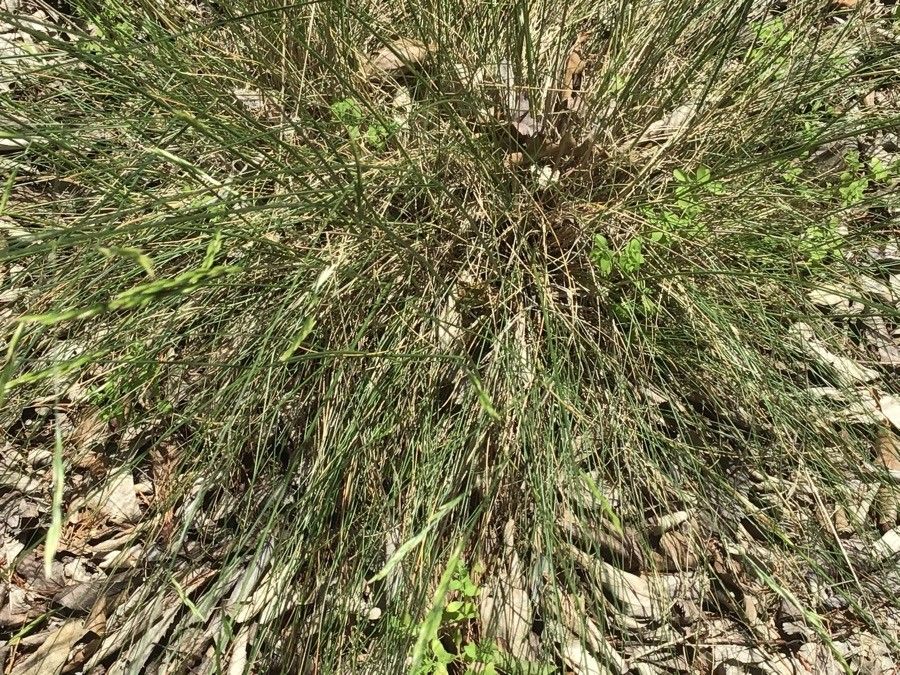 Festuca ampla — search result for 'Festuca'