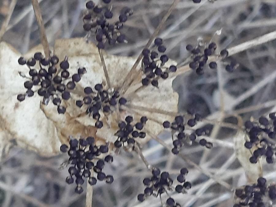 Smyrnium rotundifolium leaf