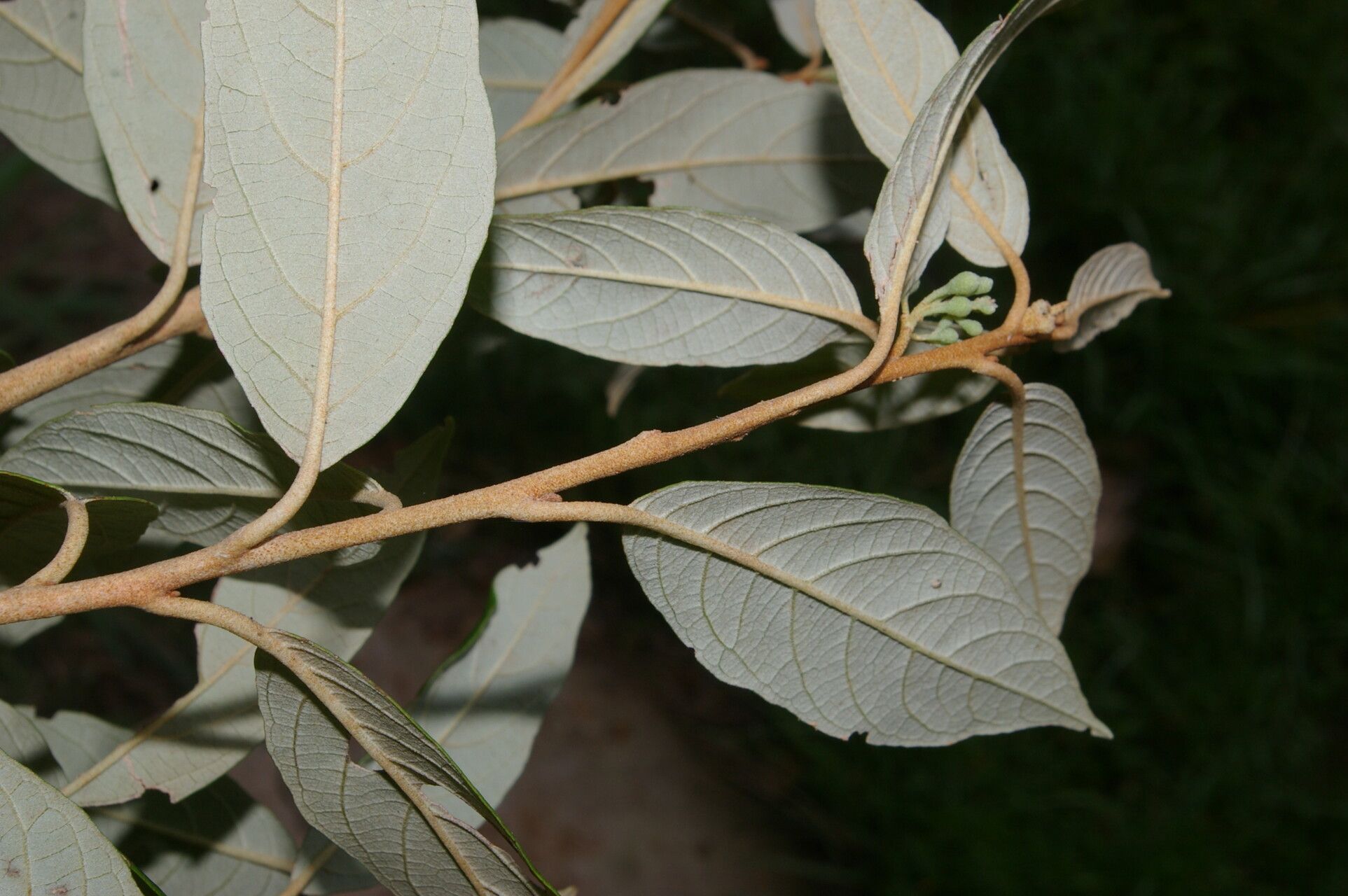 Styrax warscewiczii leaf