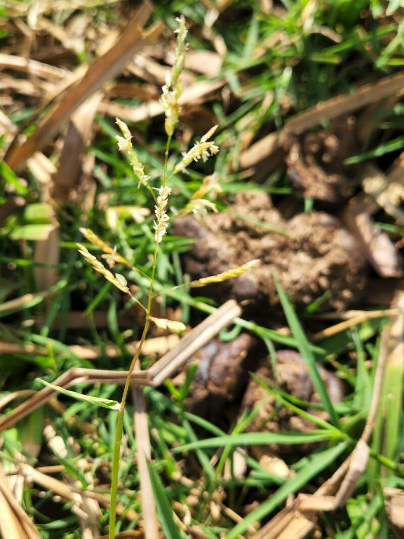 Leersia hexandra flower