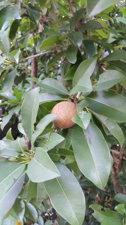 Manilkara sapota fruit