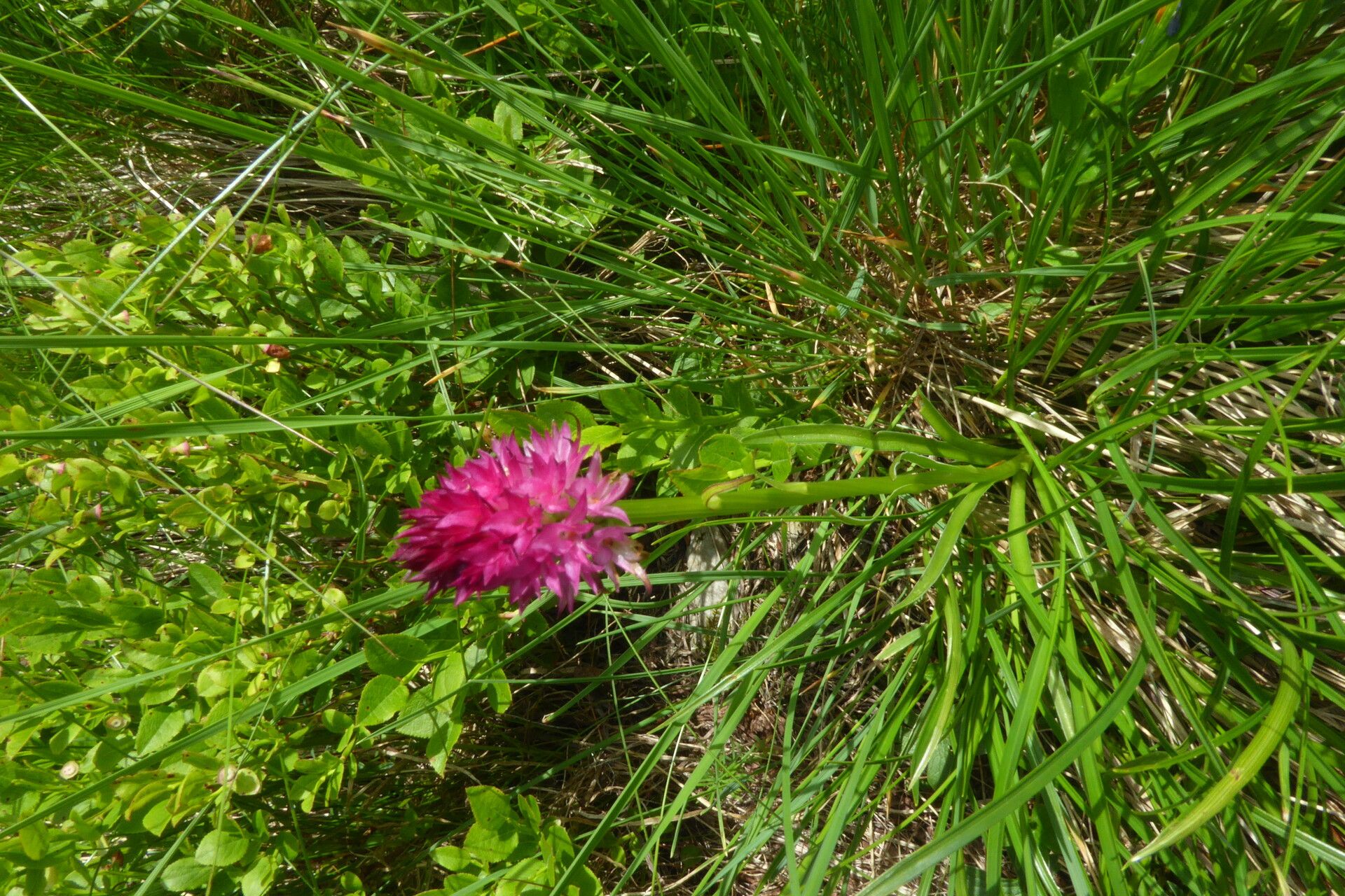 Gymnadenia miniata — houseplant care guide