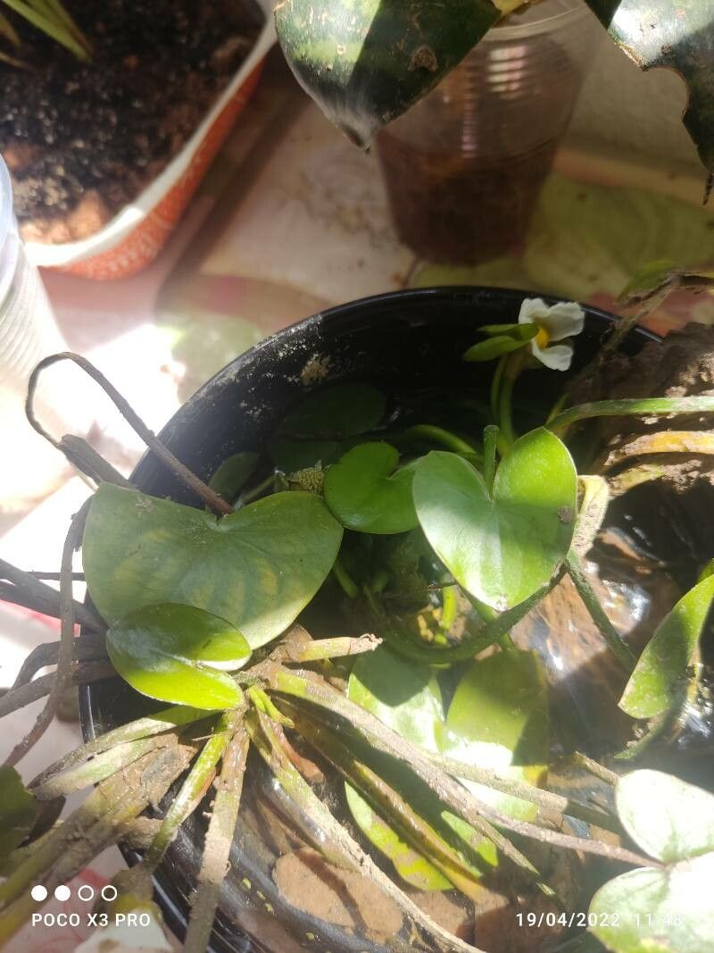 Sagittaria guayanensis