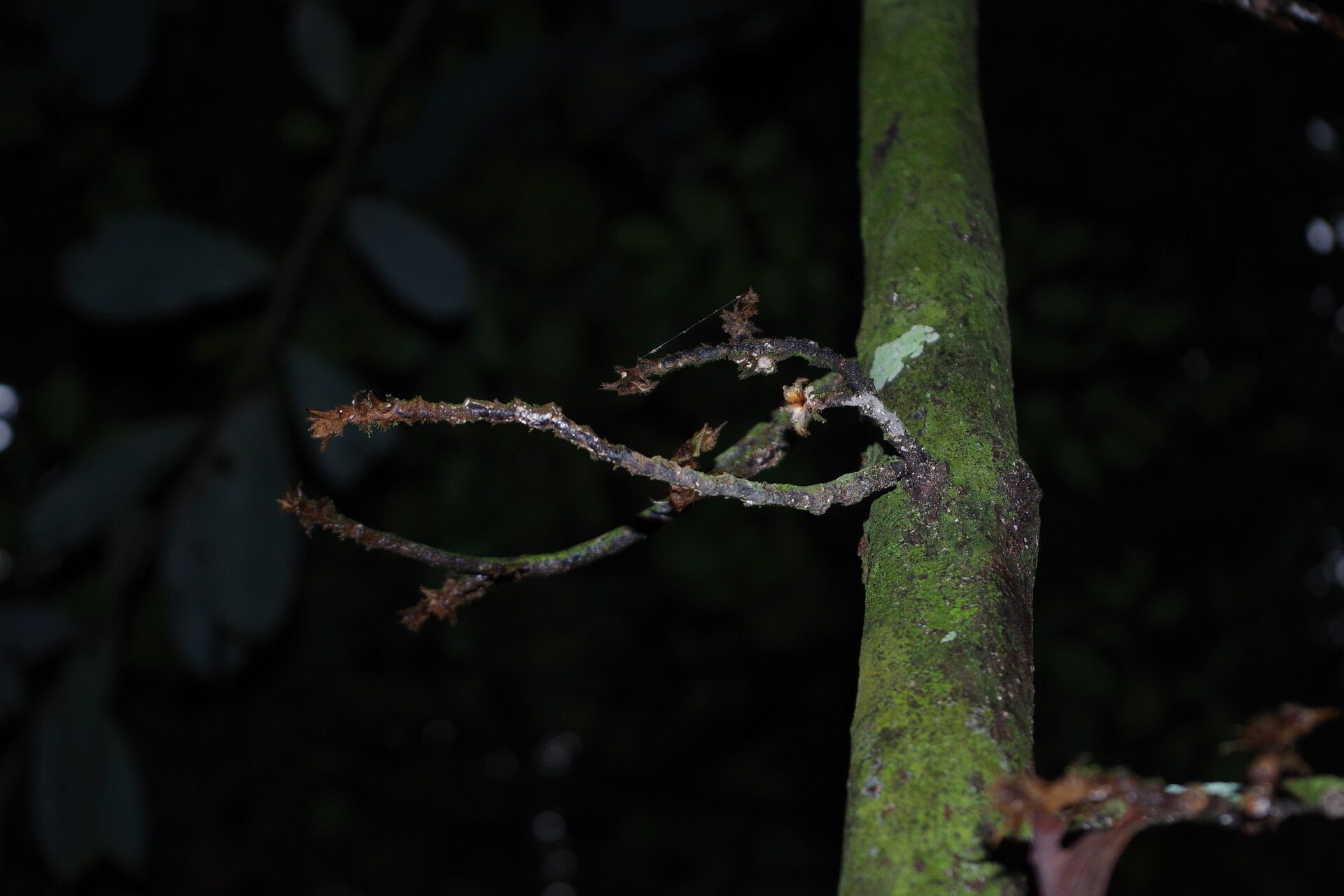 Piptostigma pilosum bark