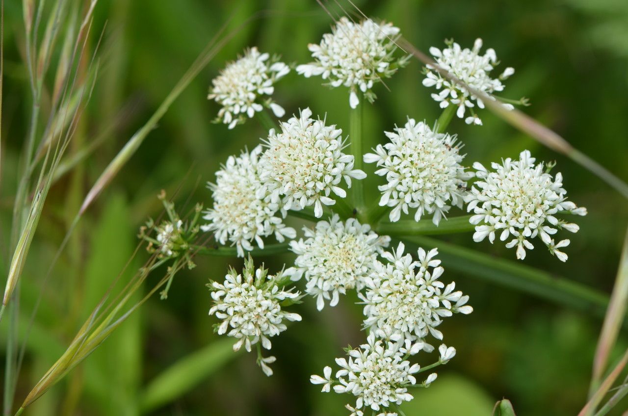 Cardaria draba flower