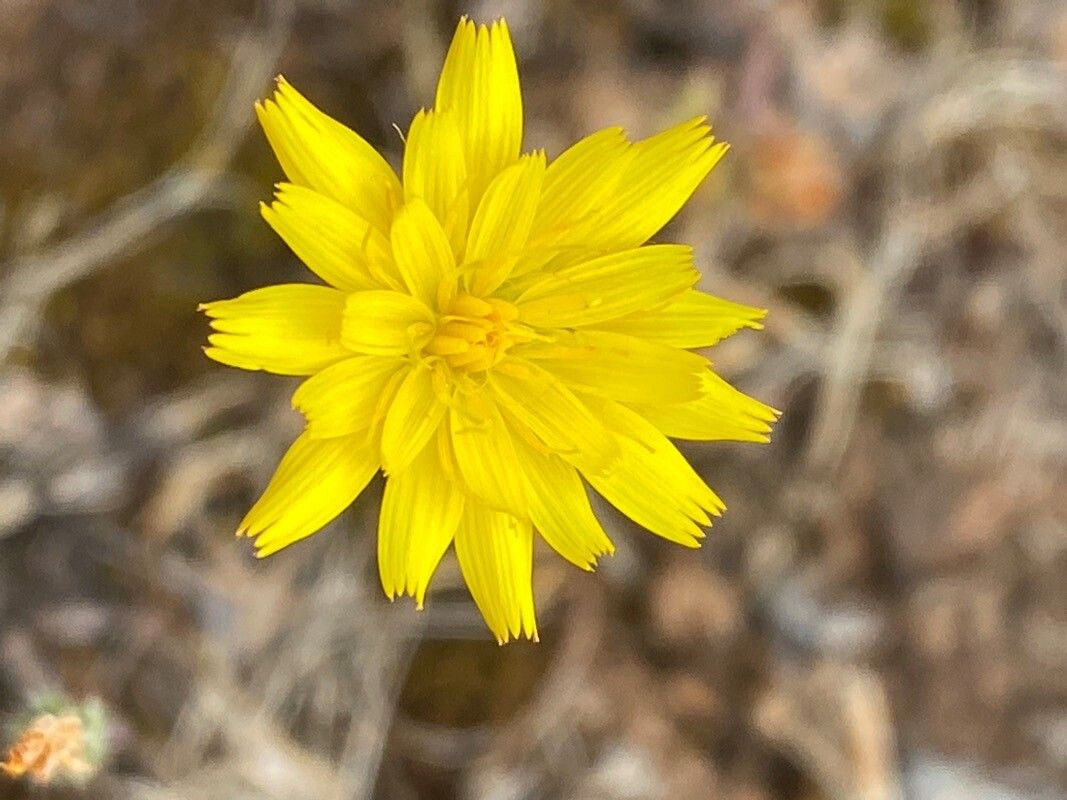 Hypochaeris achyrophorus flower