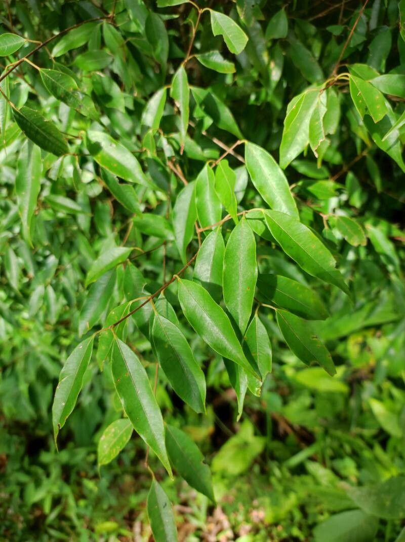 Plinia puriscalensis leaf