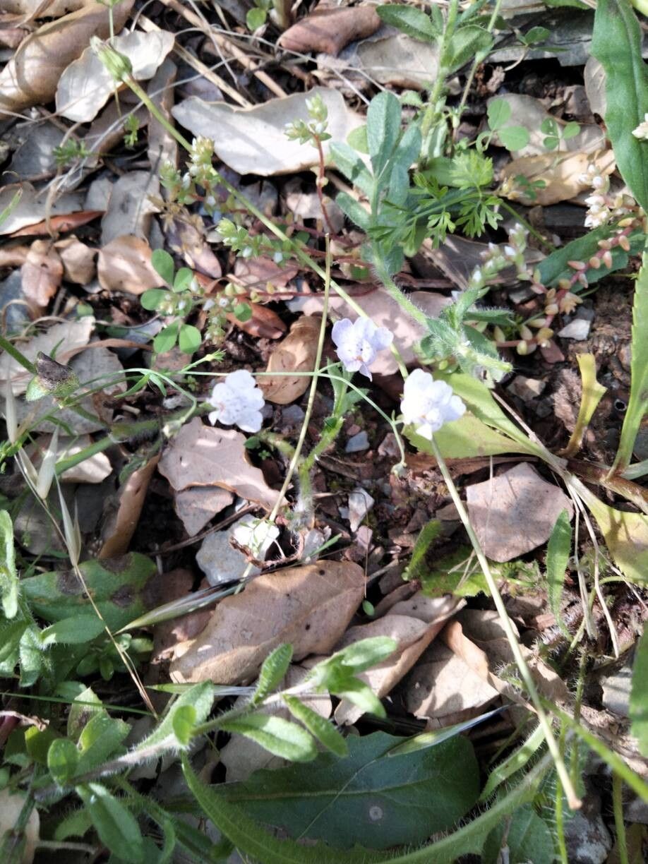 Linaria diffusa — search result for 'Linaria'