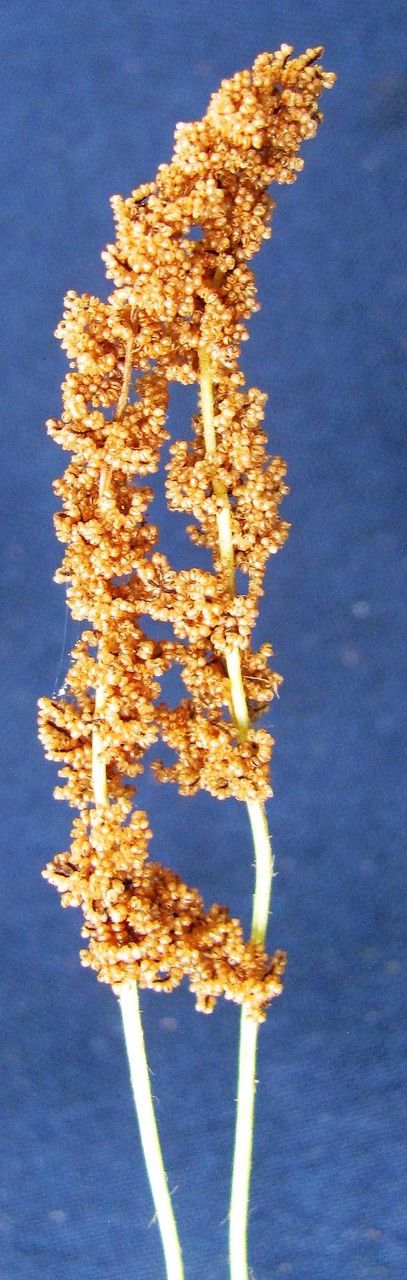 Anemia hirsuta other