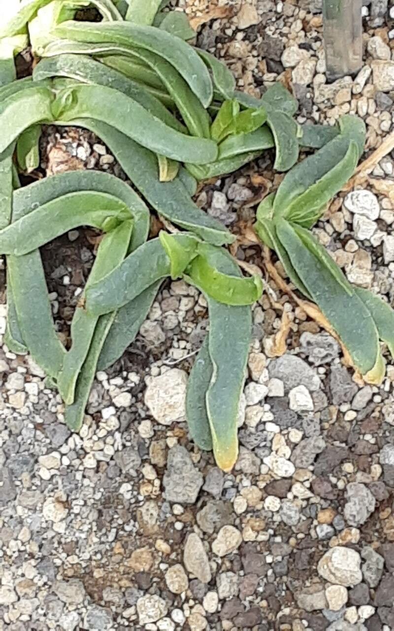 Glottiphyllum depressum — related species from the same genus