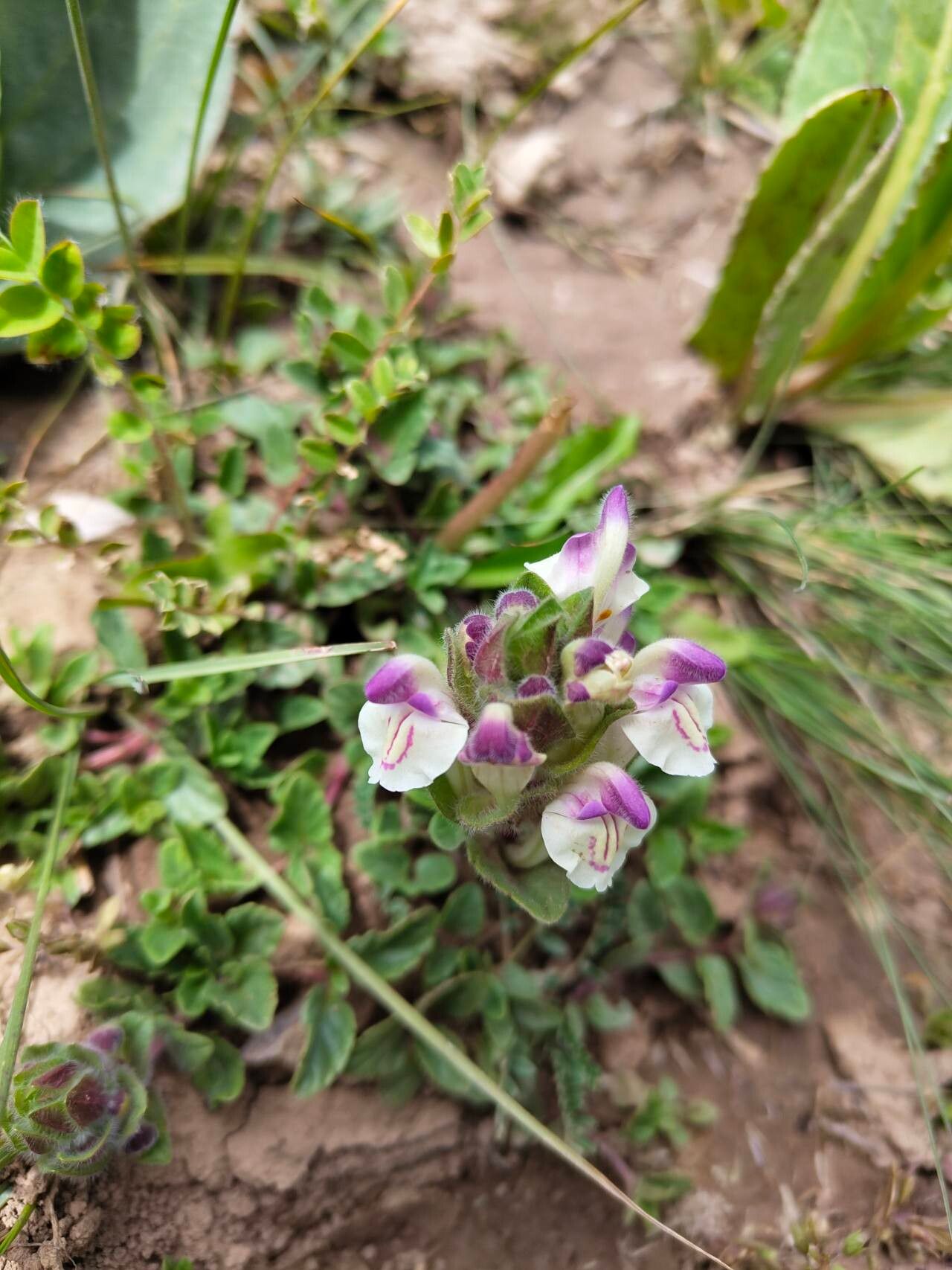 Scutellaria oligodonta flower