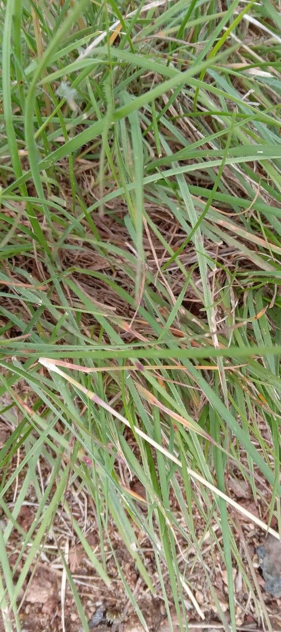 Koeleria pyramidata — search result for 'Denmark'