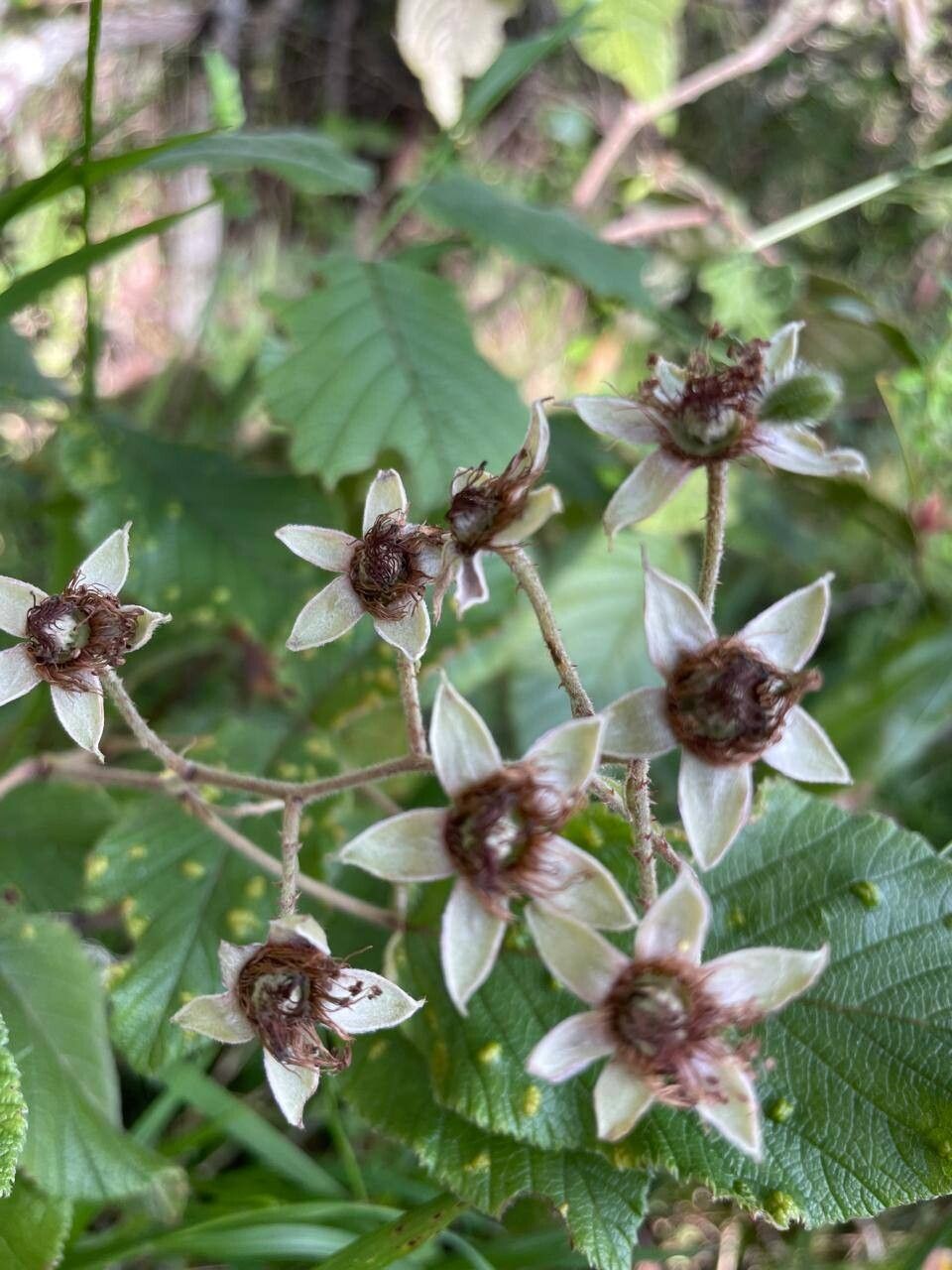 Rubus friesiorum other