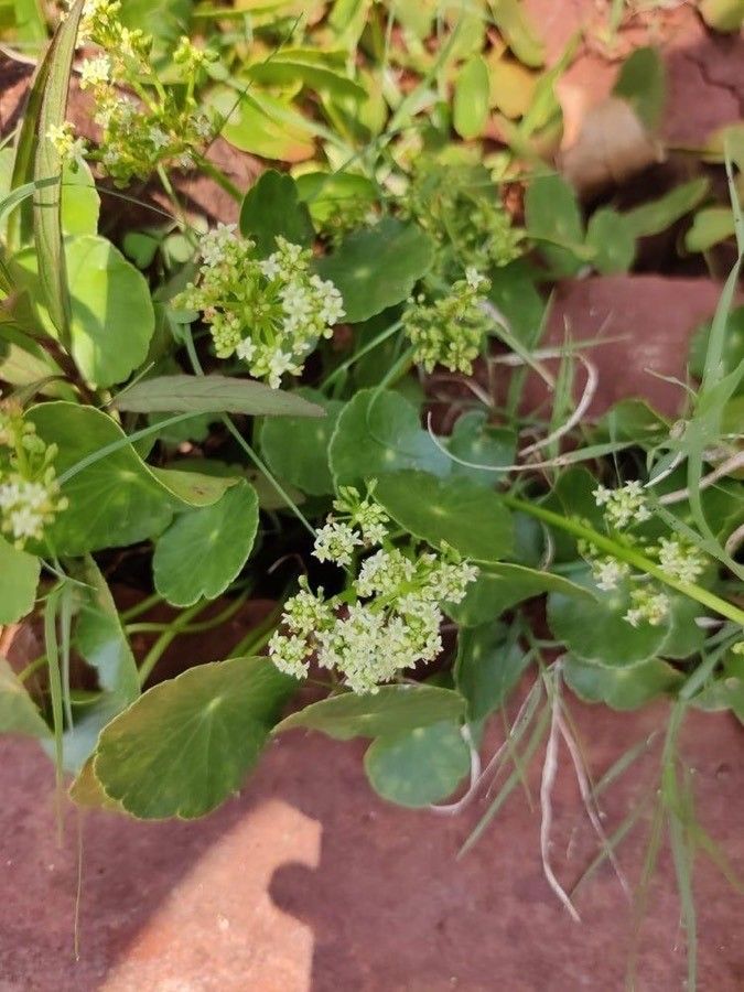 Hydrocotyle umbellata flower