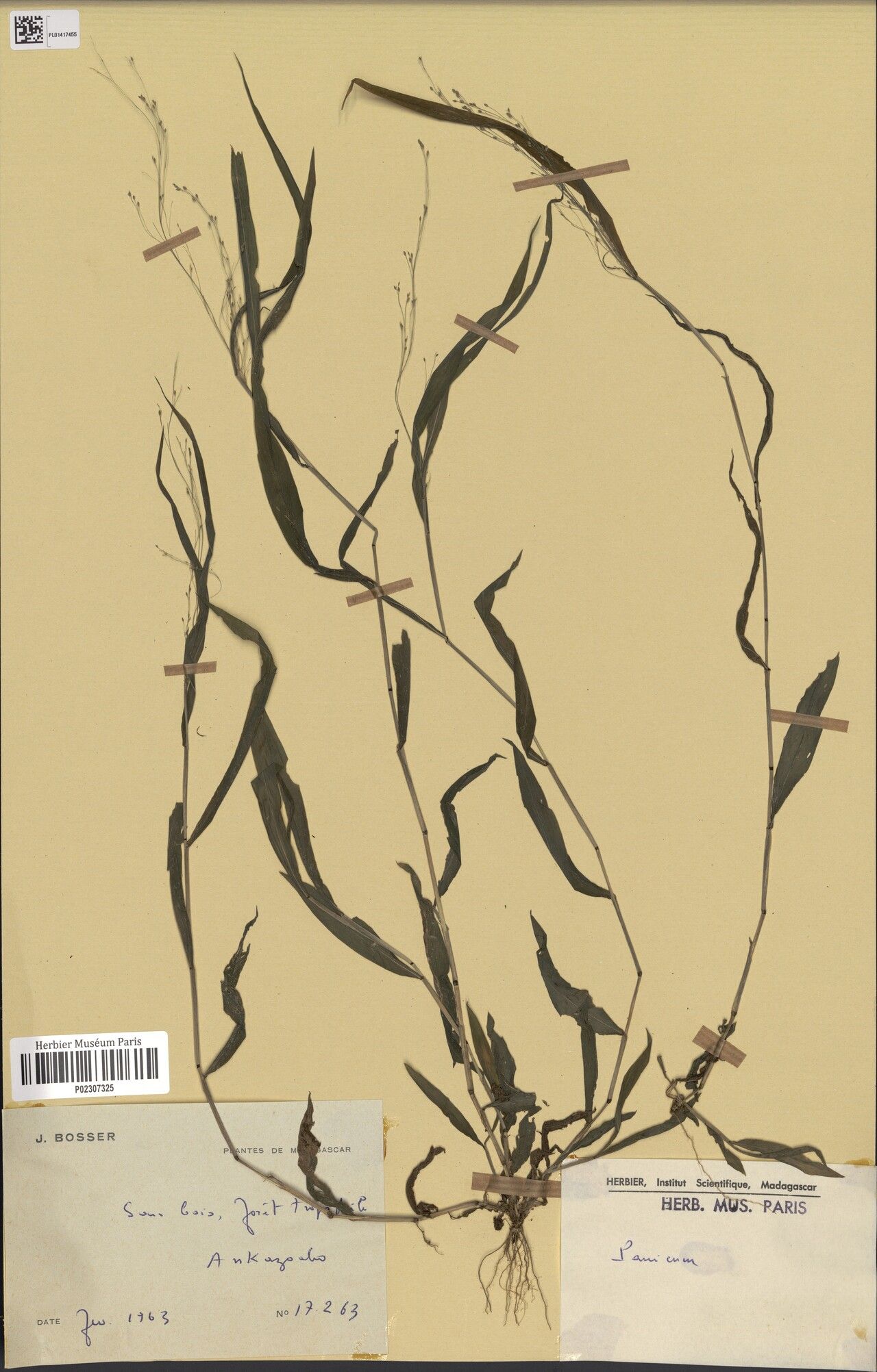 Digitaria bosseri — houseplant care guide