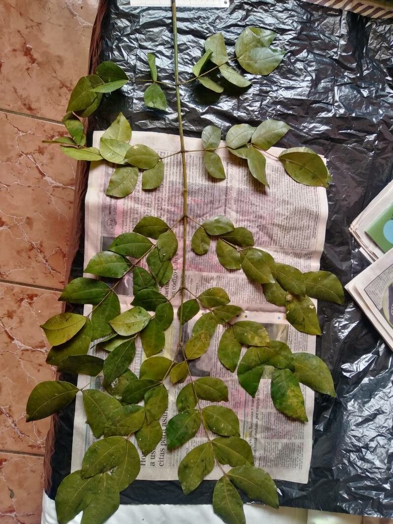 Jupunba adenophora leaf