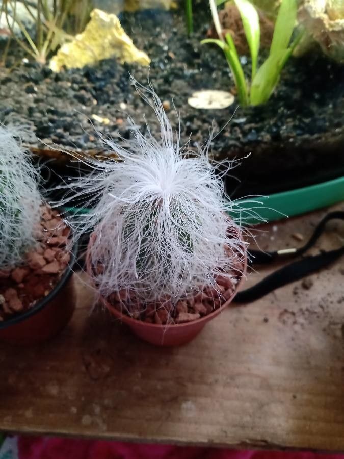 Cephalocereus senilis flower