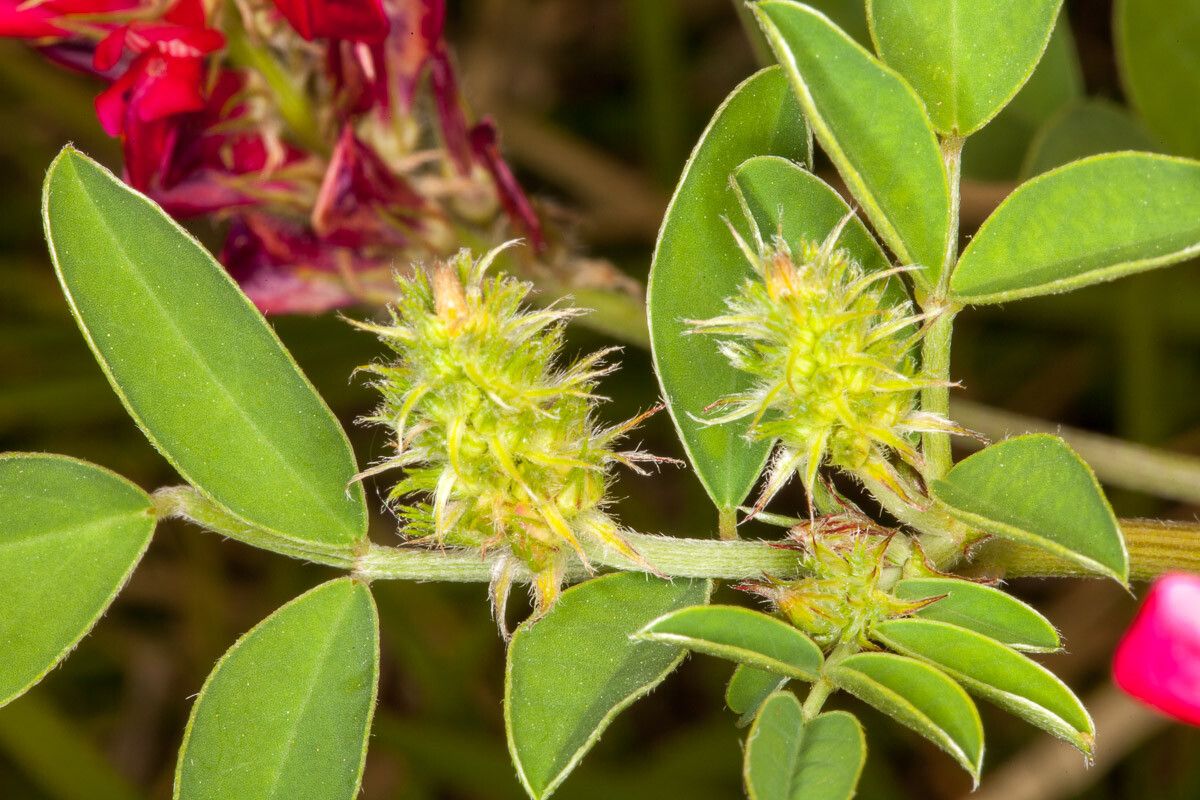 Hedysarum coronarium fruit