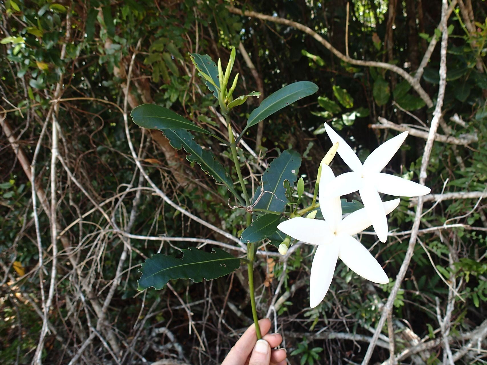 Atractocarpus baladicus flower