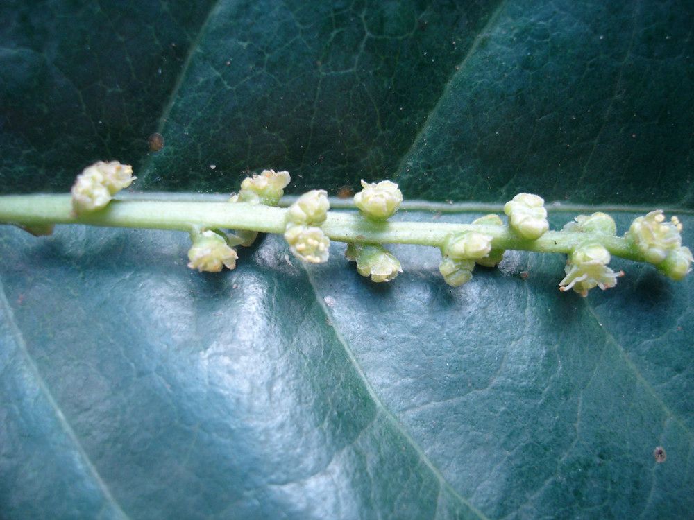 Richeria grandis flower