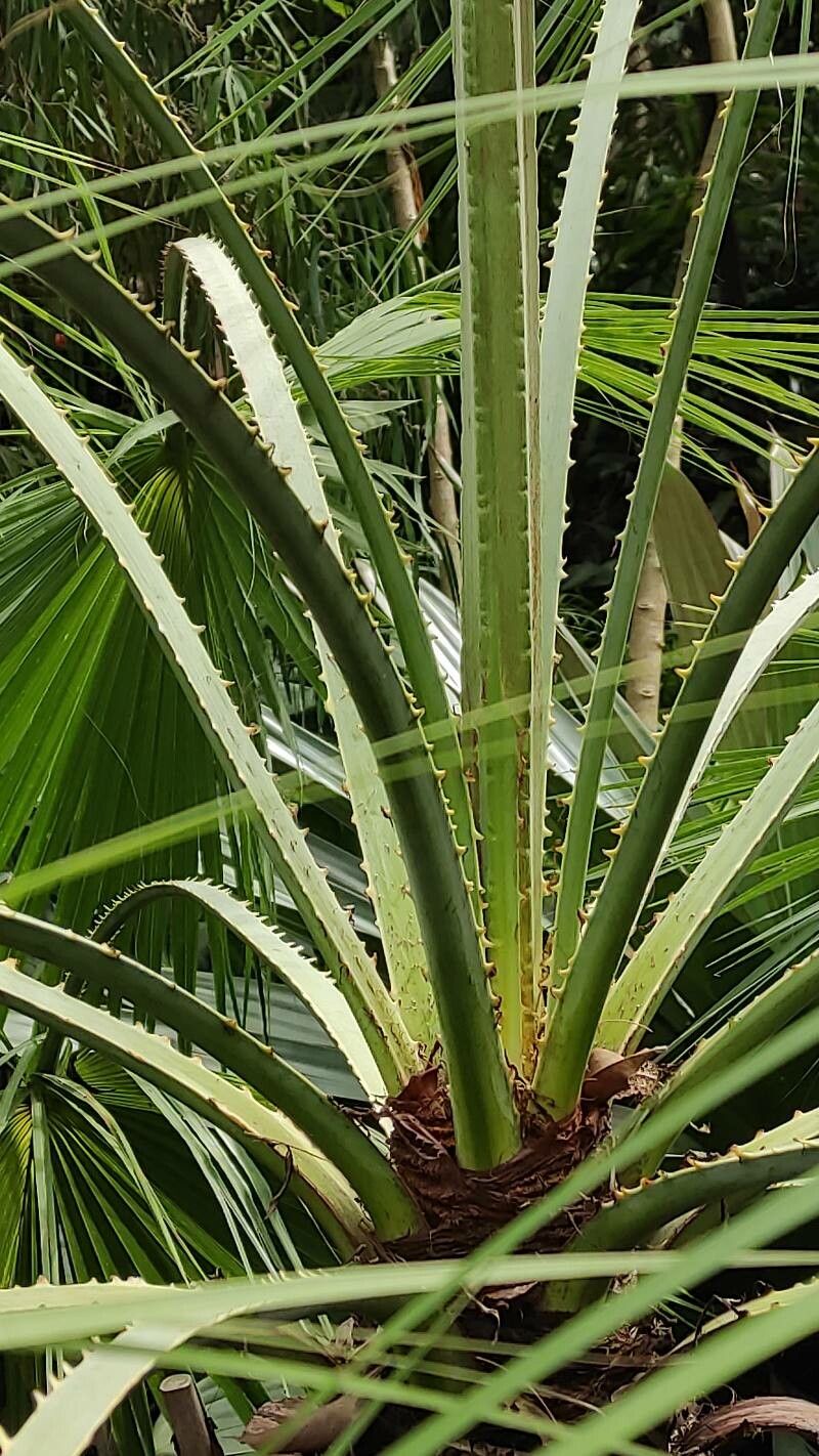 Brahea aculeata leaf